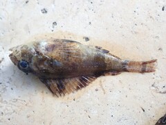 Centropogon australis