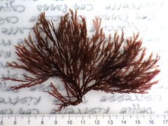 Pterosiphonia complanata