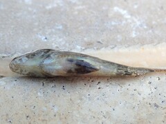 Centropogon australis
