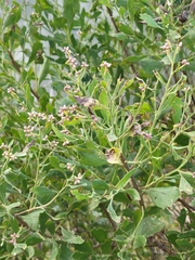 Baccharis halimifolia