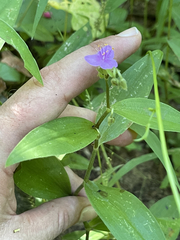 Tradescantia peninsularis