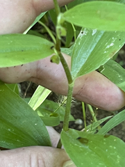 Tradescantia peninsularis