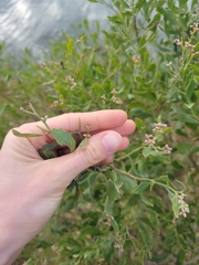 Baccharis halimifolia