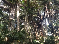 Ficus macrophylla columnaris