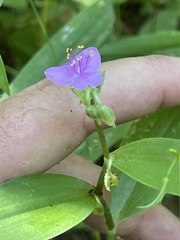 Tradescantia peninsularis