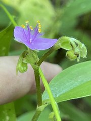 Tradescantia peninsularis