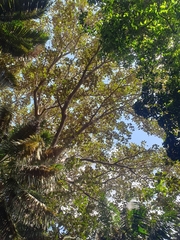 Ficus macrophylla columnaris