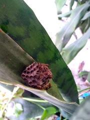 Mischocyttarus mexicanus cubicola