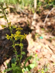 Solidago porteri