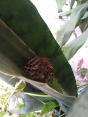 Mischocyttarus mexicanus cubicola