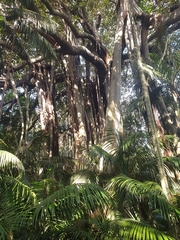 Ficus macrophylla columnaris