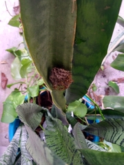 Mischocyttarus mexicanus cubicola