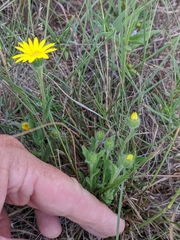 Bradburia pilosa