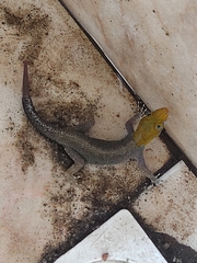 Gonatodes albogularis