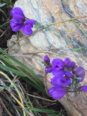 Polygala microphylla