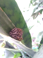 Mischocyttarus mexicanus cubicola