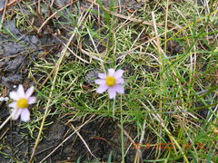 Coreopsis rosea