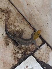 Gonatodes albogularis