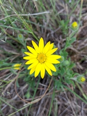 Bradburia pilosa