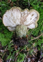 Lactarius atroviridis