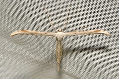 Emmelina