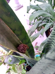 Mischocyttarus mexicanus cubicola