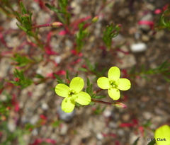 Camissonia strigulosa