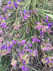 Polygala microphylla