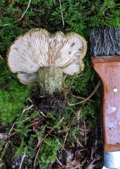 Lactarius atroviridis
