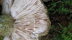 Lactarius atroviridis
