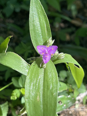 Tradescantia peninsularis