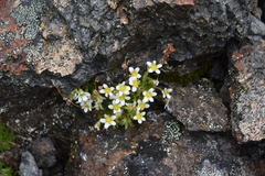 Saxifraga cespitosa