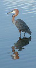 Ardea goliath