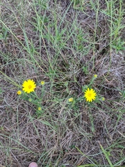 Bradburia pilosa