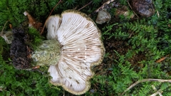Lactarius atroviridis