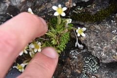 Saxifraga cespitosa