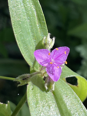 Tradescantia peninsularis