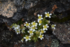 Saxifraga cespitosa
