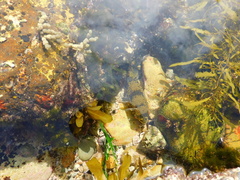 Tetractenos glaber