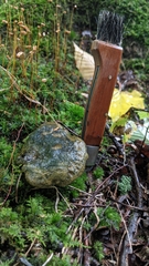 Lactarius atroviridis