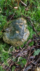 Lactarius atroviridis