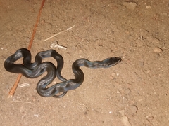 Boaedon fuliginosus
