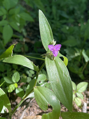 Tradescantia peninsularis
