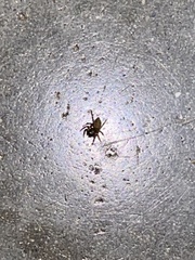 Hasarius adansoni