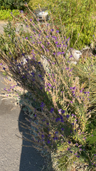Linaria purpurea