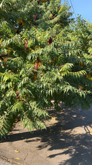 Rhus typhina
