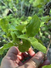 Nahuatlea arborescens