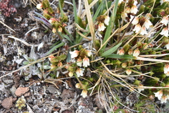 Cassiope tetragona