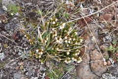 Cassiope tetragona