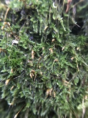 Bryopsida